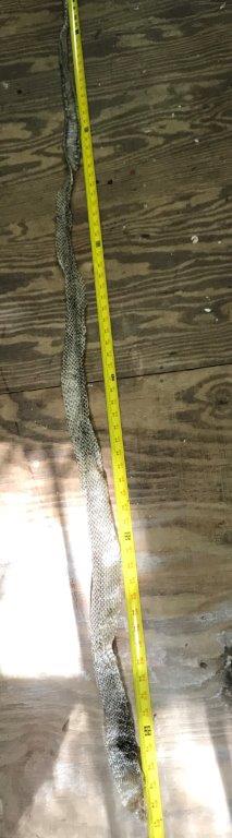 Hackensack snake skin